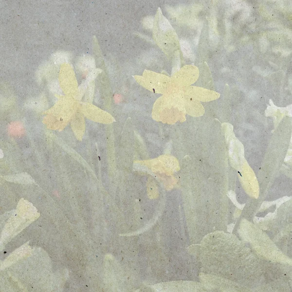 Městská Krajina Daffodils Primrose Pozadí Věčně Zelené Rostliny Texturované Stylové — Stock fotografie