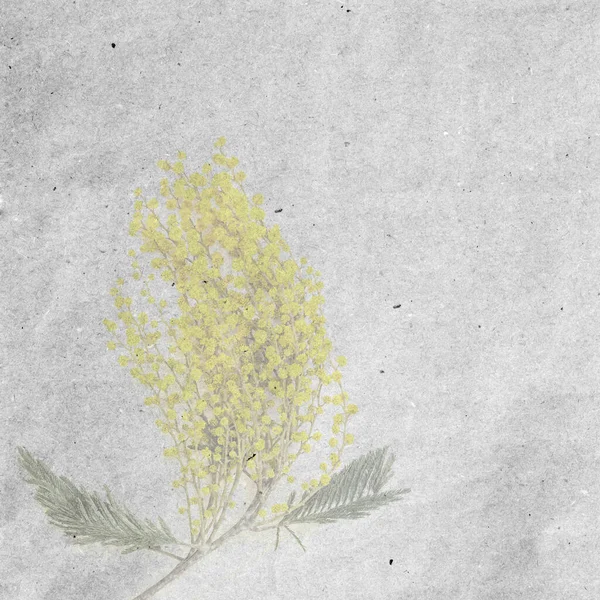 Takken Van Gele Mimosa Envelop Een Witte Achtergrond Als Vakantiekaart — Stockfoto