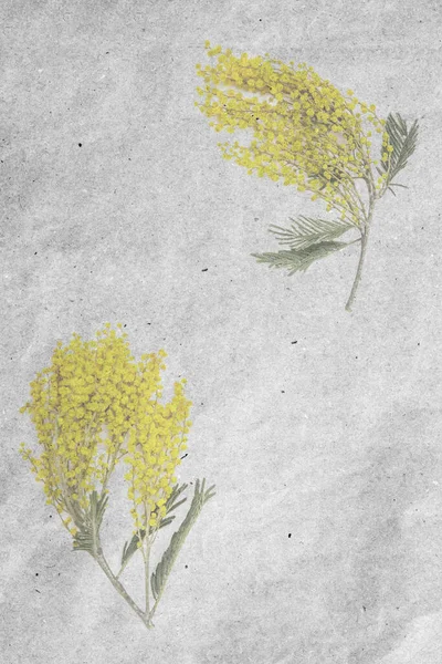 白色背景上的黄花分枝作为儿童节的节日卡片 有质感的老式纸张背景 — 图库照片