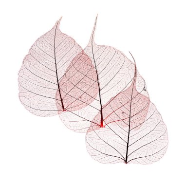 Beyaz arka planda saydam yaprak iskeletleri. Kart. Kopyalama. Tasarım