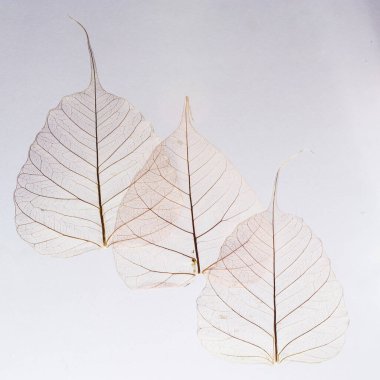 Beyaz arka planda saydam yaprak iskeletleri. Kart. Kopyalama. Tasarım