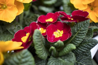 Çiftçilerin pazarında satılık saksılarda çok renkli çuha çiçeği.