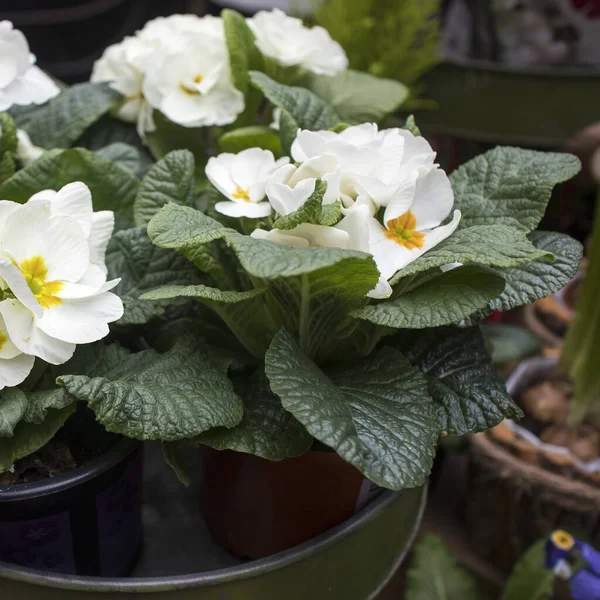 Multi Colored White Primrose Pots Sale Farmers Market Square Frame — Stock Photo, Image