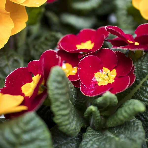 Çiftçilerin Pazarında Satılmak Üzere Saksılarda Çok Renkli Çuha Çiçeği Kare — Stok fotoğraf