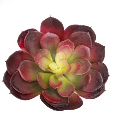 Beyaz bir masa yüzeyinde süsleme olarak yapay sulandırıcılar