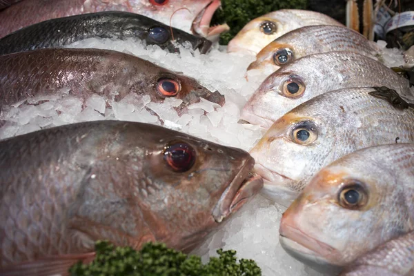 Various types of seafood for sale in the local market. Day boat John Dory Fish