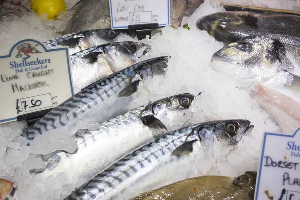 Vari Tipi Frutti Mare Vendita Nel Mercato Locale — Foto Stock