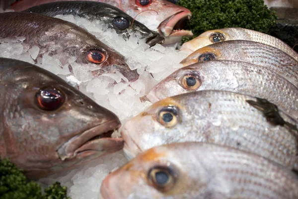 Diverse Soorten Zeevruchten Koop Lokale Markt Dagboot John Dory Fish — Stockfoto