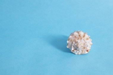 Mavi arka planda deniz kabuğu ve boş bir alan. Kavram.