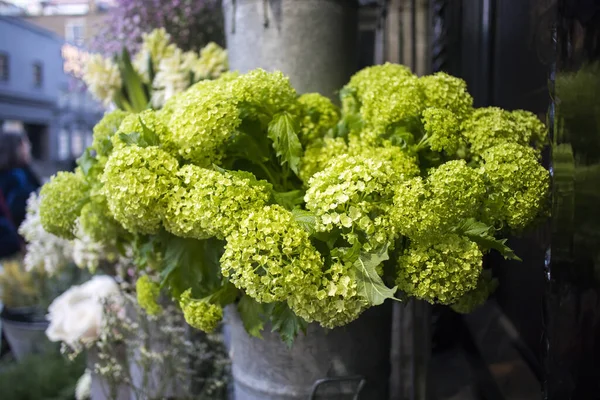 Ramo Hortensias Verdes Grandes Jarrones Entrada Tienda Venta — Foto de Stock