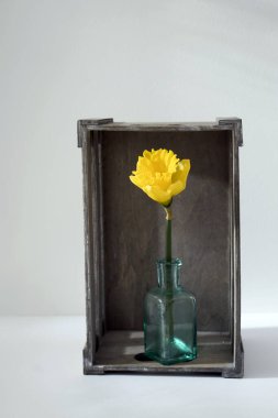 Şişelerdeki narsisler yerine vazodaki iki armut ters dönmüş gri ahşap dekoratif bir kutuda beyaz arka planda. Boşluğu kopyala