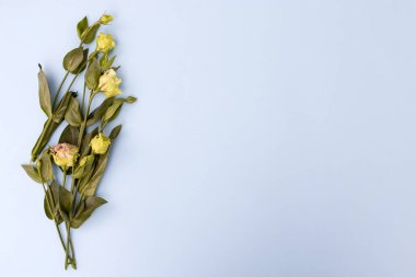 Mavi arka planda dört demet yeşil ve pembe Terry Lisianthus. Boşluğu kopyala