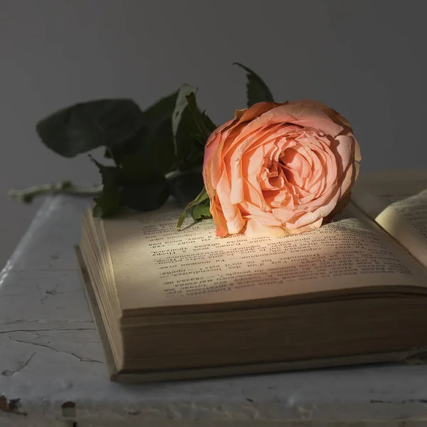 Rosa Rosa Está Libro Blanco — Foto de Stock
