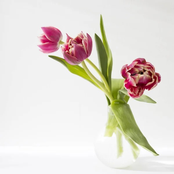 Drie Rode Badstof Tulpen Een Ronde Vaas Met Een Witte — Stockfoto