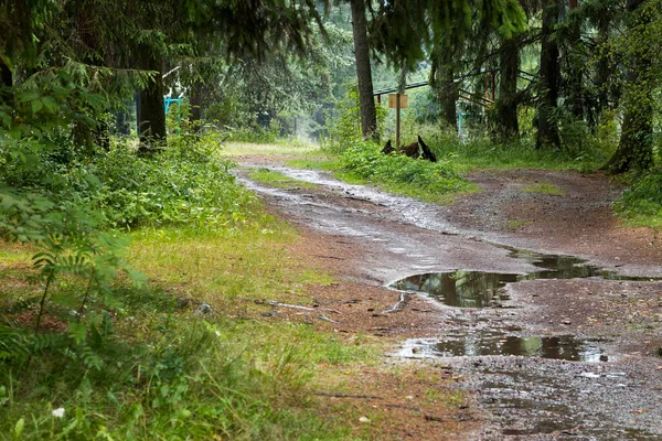 Path Forest Rain Sky Reflected Puddles Copy Space — Stock Photo, Image