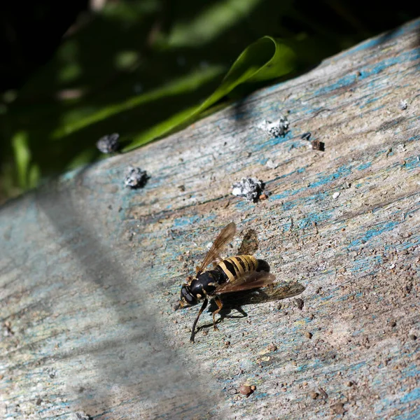 Hoverflies Faisant Passer Pour Une Guêpe Famille Des Syrphidés Est — Photo