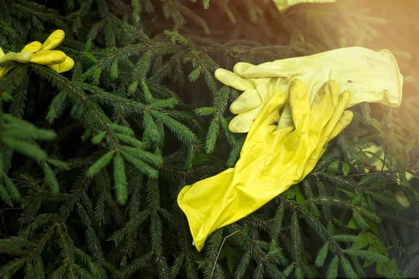 Yellow Rubber Gloves Spruce Disinfection Sunset — Stock Photo, Image