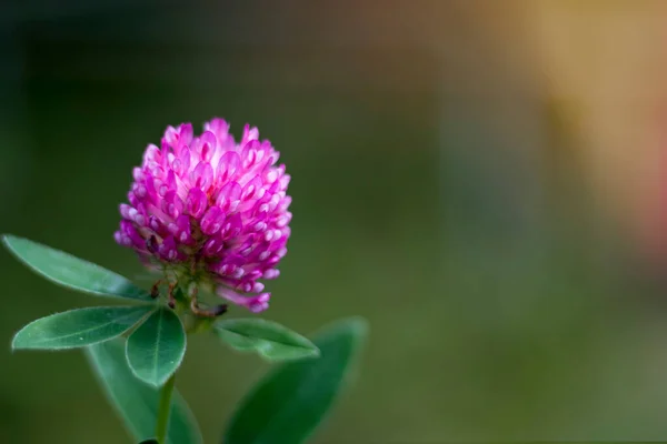 Clover Flower Close Setting Sun Space Text Copy Space — Stock Photo, Image