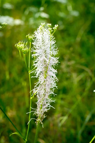 Plantain flower on a green meadow background. Vertical picture. Russia