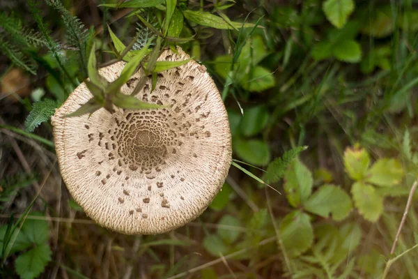 Macrolepiota Género Botânico Pertencente Família Agaricaceae Membro Mais Conhecido Cogumelo — Fotografia de Stock