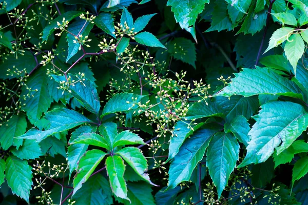 Floral Background Parthenocissus Quinquefolia Known Virginia Creeper Victoria Creeper Five — Stock Photo, Image