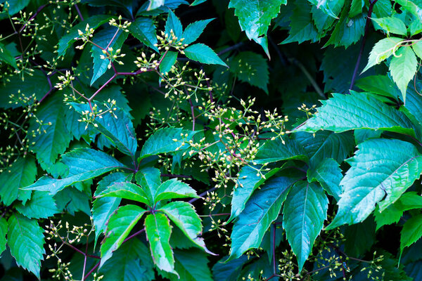 floral background. Parthenocissus quinquefolia, known as Virginia creeper, Victoria creeper, five-leaved ivy, or five-finger, is a species of flowering plant in the grape family, Vitaceae