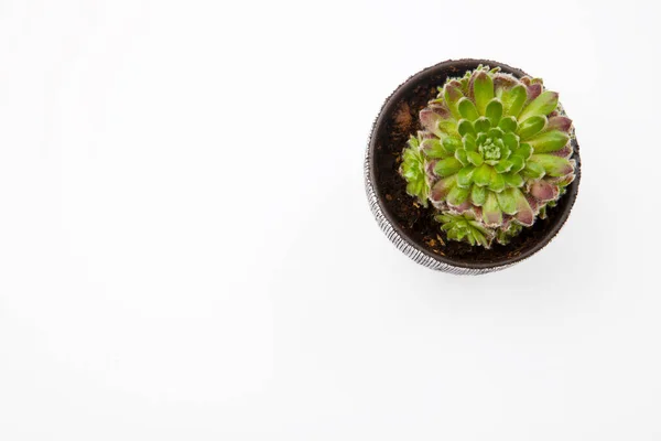 白い背景のセラミック鍋に緑の多肉植物 テキストのスペース — ストック写真