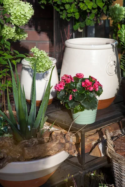 Indoor Garten Mit Blumentöpfen Zwischen Kieselsteinen Aloe Begonie Efeu Orchidee — Stockfoto