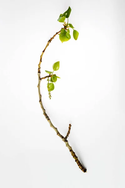 Branche Peuplier Aux Feuilles Fraîchement Fleuries Isolées Sur Blanc — Photo