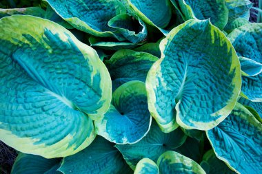 Bahçedeki çimlerin üzerinde yeşil ve sarı hortumlar yetişiyor. Yukarıdan bak. Bahçe