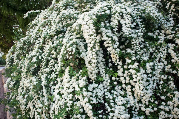 Witte Spirea Bloemen Tuin Een Zonnige Dag Natuur — Stockfoto