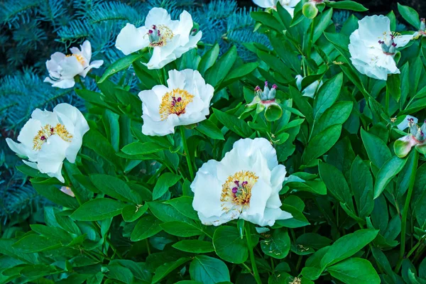 Pivoines Blanches Avec Noyau Jaune Sur Fond Branches Vertes Épinette — Photo