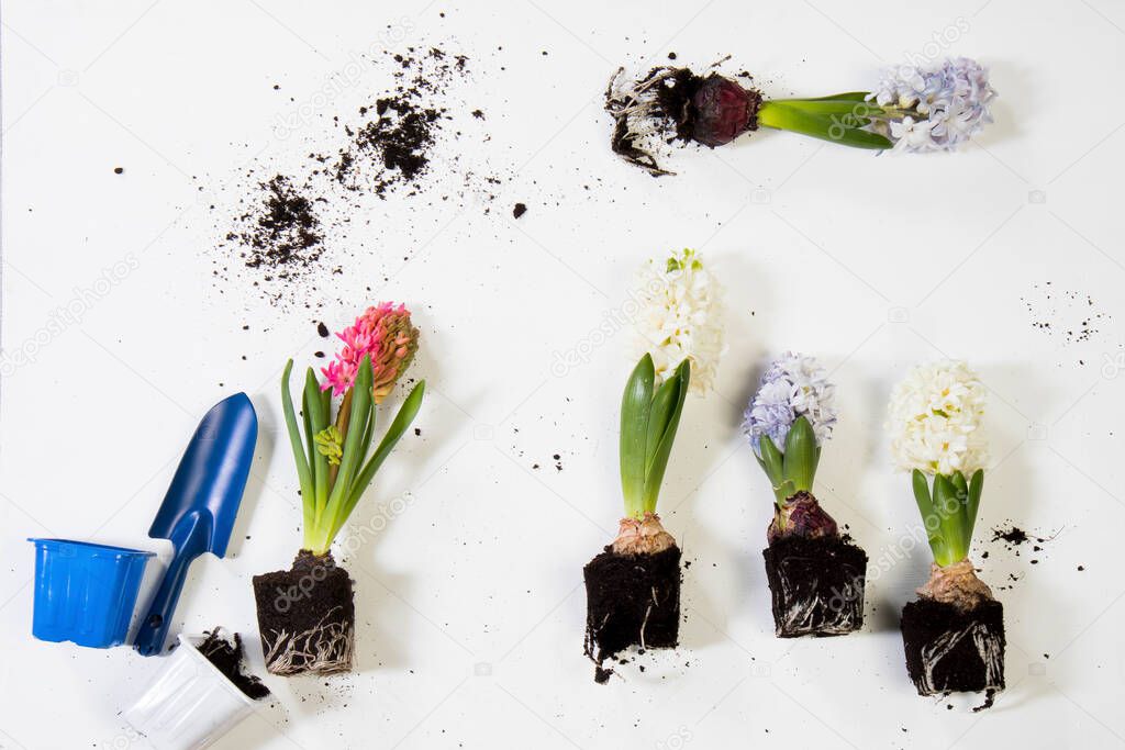 Closeup of hyacinths with double flowers, bulb and roots, isolated on white background. Text for space