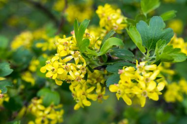 Sarı bektaşi üzümü çiçekleri. İlkbahar ılık gününe odaklan. Doğa