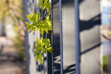 Amerikan akçaağacının genç yaprakları sarmalanmış gri bir çitten geçer. Ritim, gölge..