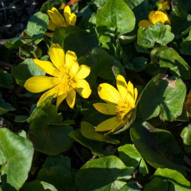 Sarı çiçek açan Caltha Palustris, Kingcup, Marsh Marigold. Erken bahar çiçeği. Küçük altın çiçekler, düğün çiçeği familyasının uzun ömürlü otları. Bahçe çiçekleri ve güneş ışığı bokeh