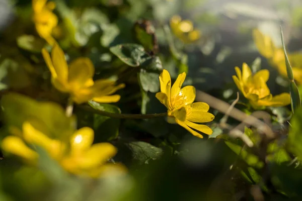 Yellow Flower Blooming Caltha Palustris Kingcup Marsh Marigold Early Spring — Stock Photo, Image