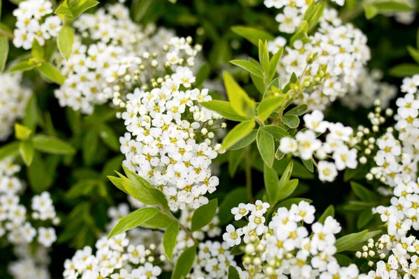 Güzel Çiçek Açan Beyaz Spirea Çiçekleri Beyaz Bahar Çiçekleri Duvar — Stok fotoğraf