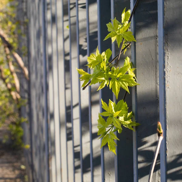 アメリカのメープルの若い葉は 信頼できる灰色のフェンスを通って彼らの道を行きます リズム — ストック写真