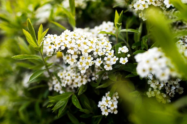 Güzel Çiçek Açan Beyaz Spirea Çiçekleri Beyaz Bahar Çiçekleri Duvar — Stok fotoğraf