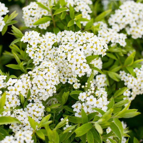 Beautiful Blooming White Spirea Flowers White Spring Flowers Wallpaper — Stock Photo, Image