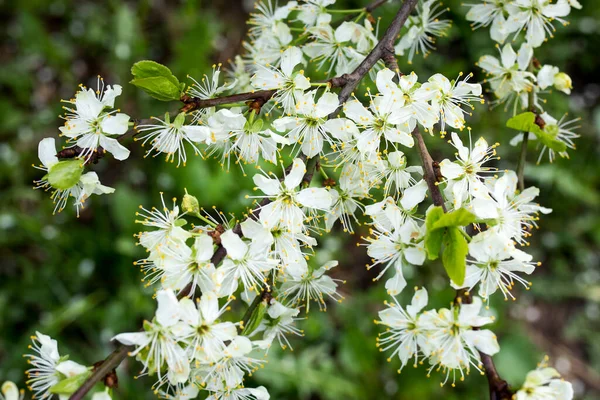 Mooie Lente Bloem Achtergrond Met Helios Bokeh Knop Van Witte — Stockfoto