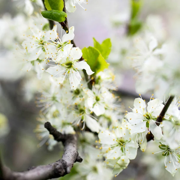 Hermoso Fondo Flor Primavera Con Helios Bokeh Brote Cerezo Pájaro —  Fotos de Stock