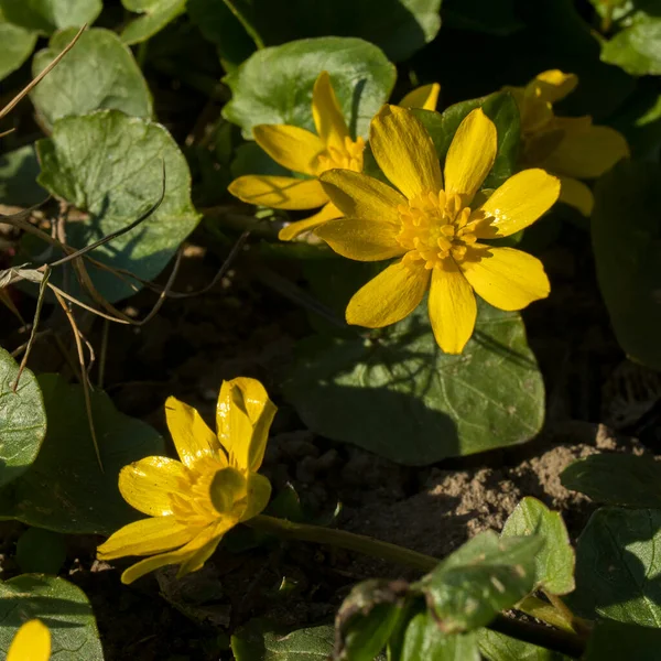 Yellow Flower Blooming Caltha Palustris Kingcup Marsh Marigold Early Spring — Stock Photo, Image