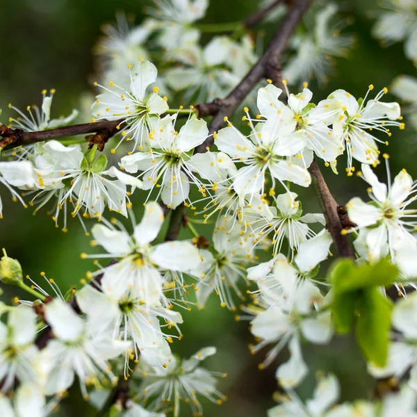 Beautiful Spring Flower Background Helios Bokeh Bud White Flower Bird — Stock Photo, Image