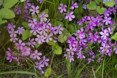 Bahar mevsiminde botanik bahçesinde güzel pembe yosun filizi.,