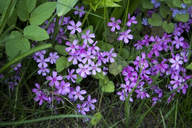 Bahar mevsiminde botanik bahçesinde güzel pembe yosun filizi.,