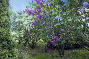 Bahar leylaklarının parlak çiçekleri. Tahta duvarın arka planında bahar mavisi leylak çiçekleri. Bir buket mor çiçek.