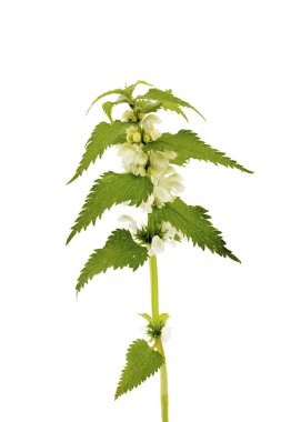 Nettle beyaz bir arka planda izole edildi. Çalışma yolunu kaydet. Isırgan otu çok güzel çiçek açar. Lamium albümü, genellikle beyaz ısırgan otu ya da ölü ısırgan otu olarak adlandırılır..