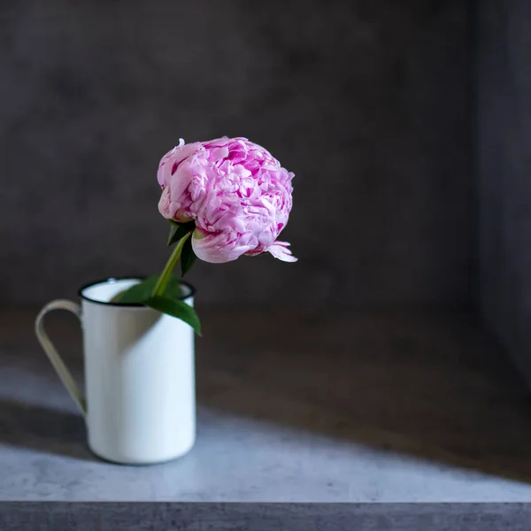 Pivoine Fraîche Courte Coupée Dans Une Tasse Émaillée Sur Fond — Photo